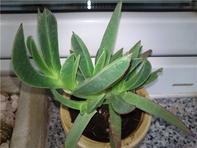 sukulenti